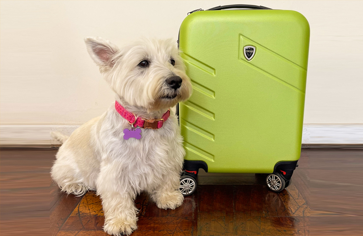 International Pet Transportation