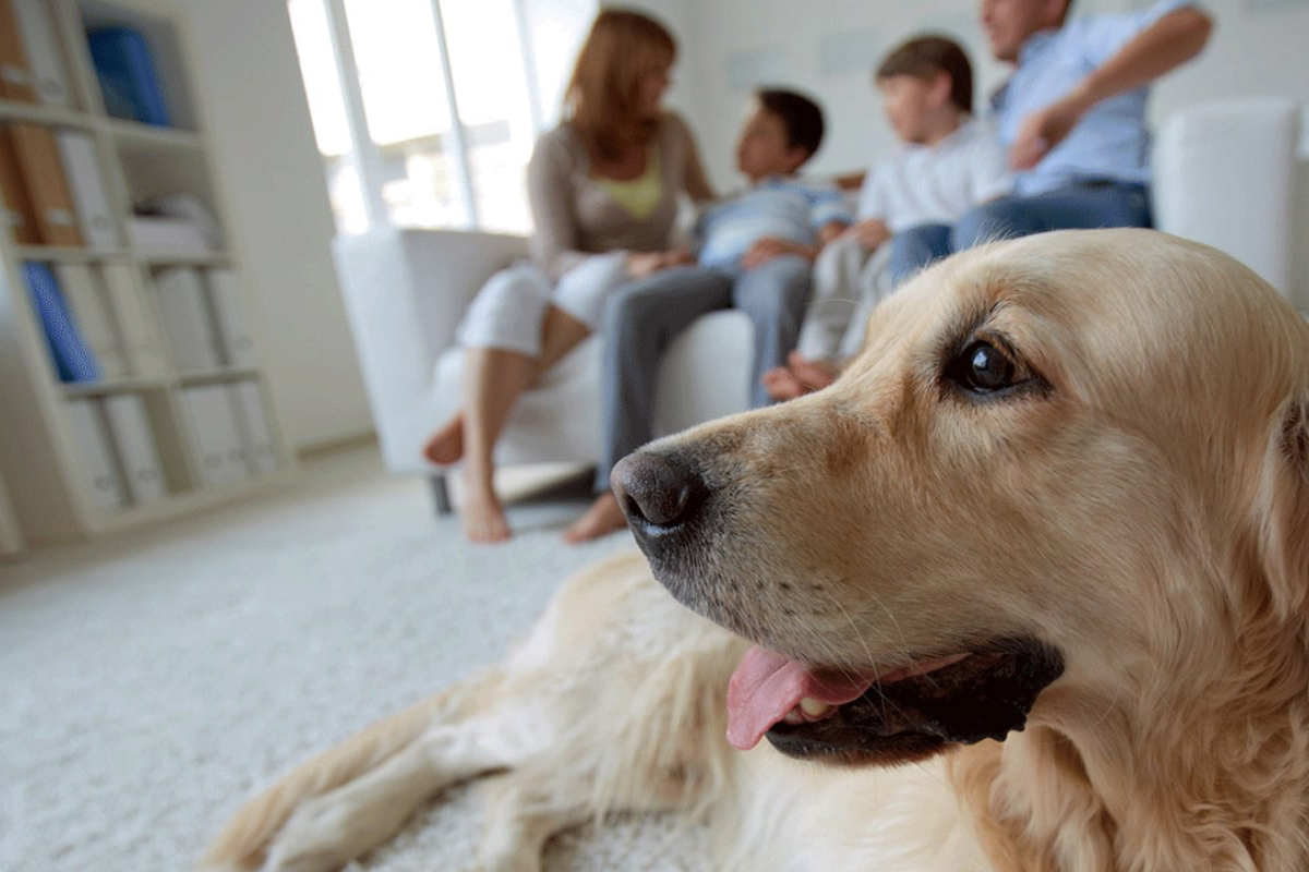 International Pet Transportation