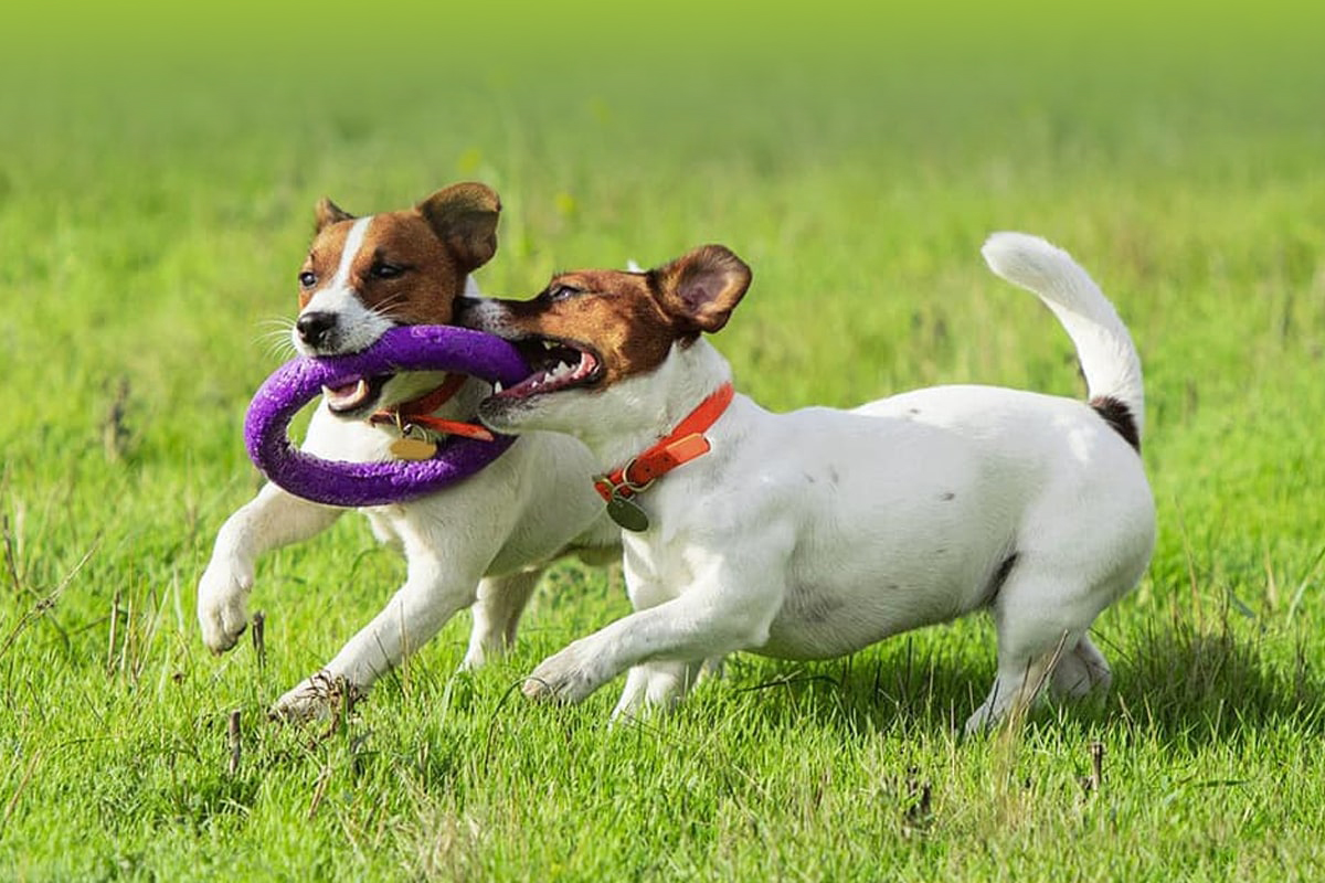 International Pet Transportation